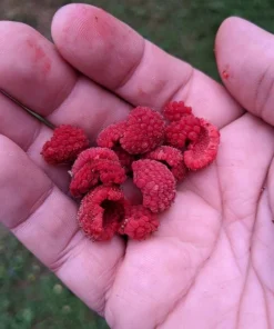 2 Live Thimbleberry Plants - 3-4