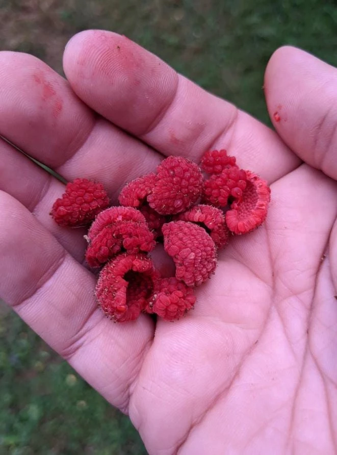 2 Live Thimbleberry Plants - 3-4" Tall, 5" Pot - Native Edible Berry Shrub - Image 4