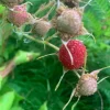 2 Live Thimbleberry Plants - 3-4" Tall, 5" Pot - Native Edible Berry Shrub - Image 1