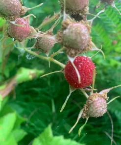 2 Live Thimbleberry Plants - 3-4