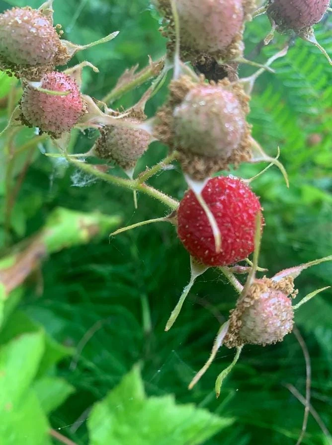 2 Live Thimbleberry Plants - 3-4" Tall, 5" Pot - Native Edible Berry Shrub - Image 1