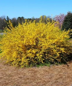 2 Lynwood Gold Forsythia Live Plants – Yellow Flowering Bushes 6-12 Inches Tall, 4