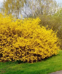 2 Lynwood Gold Forsythia Live Plants – Yellow Flowering Bushes 6-12 Inches Tall, 4