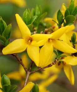 2 Lynwood Gold Forsythia Live Plants – Yellow Flowering Bushes 6-12 Inches Tall, 4
