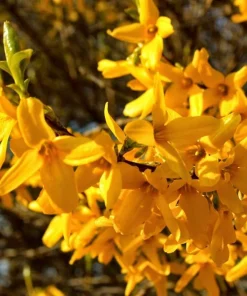 2 Lynwood Gold Forsythia Live Plants – Yellow Flowering Bushes 6-12 Inches Tall, 4