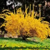 2 Lynwood Gold Forsythia Live Plants – Yellow Flowering Bushes 6-12 Inches Tall, 4" Pot - Image 1