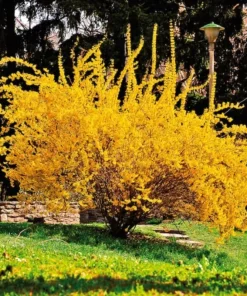 2 Lynwood Gold Forsythia Live Plants – Yellow Flowering Bushes 6-12 Inches Tall, 4