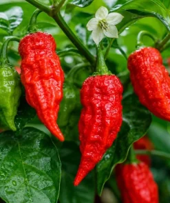 2 Mix Live Pepper Plants for Garden or Container Growing, 3-6 Inch Tall Vegetable Starters - Image 2