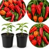 2 Mix Live Pepper Plants for Garden or Container Growing, 3-6 Inch Tall Vegetable Starters - Image 1
