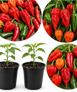 2 Mix Live Pepper Plants for Garden or Container Growing, 3-6 Inch Tall Vegetable Starters - Image 1
