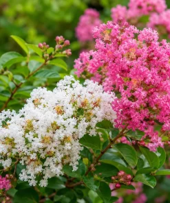 2 Mixed Color Crape Myrtle Trees/Shrubs - 10-18