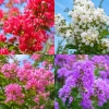 2 Mixed Color Crape Myrtle Trees/Shrubs - 10-18" Tall Live Plants | Purple, Pink, or White Flowering Crepe Myrtle Shrubs - Fast Growing Ornamental Bushes - Image 1