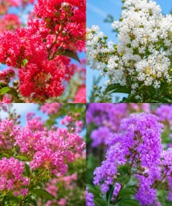 2 Mixed Color Crape Myrtle Trees/Shrubs - 10-18