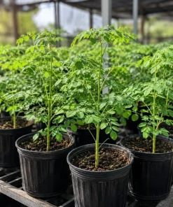 2 Moringa Oleifera Live Plants, Drumstick Tree Seedlings, 12-18 Inches Tall, Outdoor Tropical - Image 2