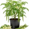 2 Moringa Oleifera Live Plants, Drumstick Tree Seedlings, 12-18 Inches Tall, Outdoor Tropical - Image 1