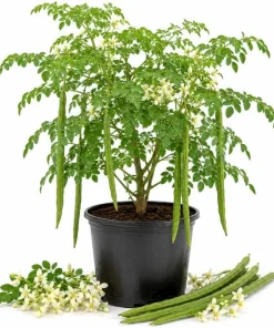 2 Moringa Oleifera Live Plants, Drumstick Tree Seedlings, 12-18 Inches Tall, Outdoor Tropical - Image 1