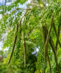 2 Moringa Oleifera Live Plants, Drumstick Tree Seedlings, 12-18 Inches Tall, Outdoor Tropical - Image 4