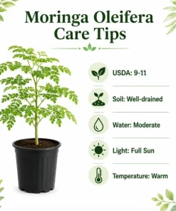 2 Moringa Oleifera Live Plants, Drumstick Tree Seedlings, 12-18 Inches Tall, Outdoor Tropical - Image 5