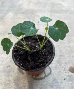 2 Nasturtium Live Plants – Edible Flower – Kaleidoscope Mix – 4 inch Pot – Outdoor - Image 2