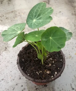 2 Nasturtium Live Plants – Edible Flower – Kaleidoscope Mix – 4 inch Pot – Outdoor - Image 3