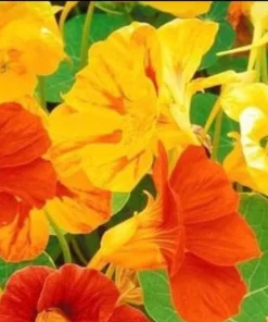 2 Nasturtium Live Plants – Edible Flower – Kaleidoscope Mix – 4 inch Pot – Outdoor - Image 4
