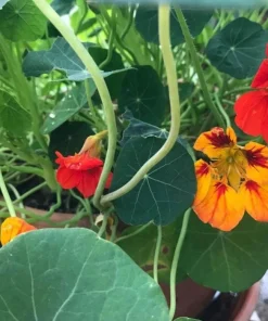 2 Nasturtium Live Plants – Edible Flower – Kaleidoscope Mix – 4 inch Pot – Outdoor - Image 5