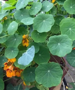 2 Nasturtium Live Plants – Edible Flower – Kaleidoscope Mix – 4 inch Pot – Outdoor - Image 6