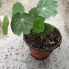2 Nasturtium Live Plants – Edible Flower – Kaleidoscope Mix – 4 inch Pot – Outdoor - Image 1