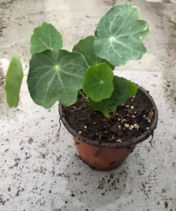 2 Nasturtium Live Plants – Edible Flower – Kaleidoscope Mix – 4 inch Pot – Outdoor - Image 1