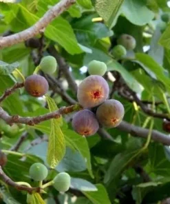 2 Olympian Fig Tree Live Plant Starter Plug - Cold Hardy Ficus Carica Fruit Tree - Image 2