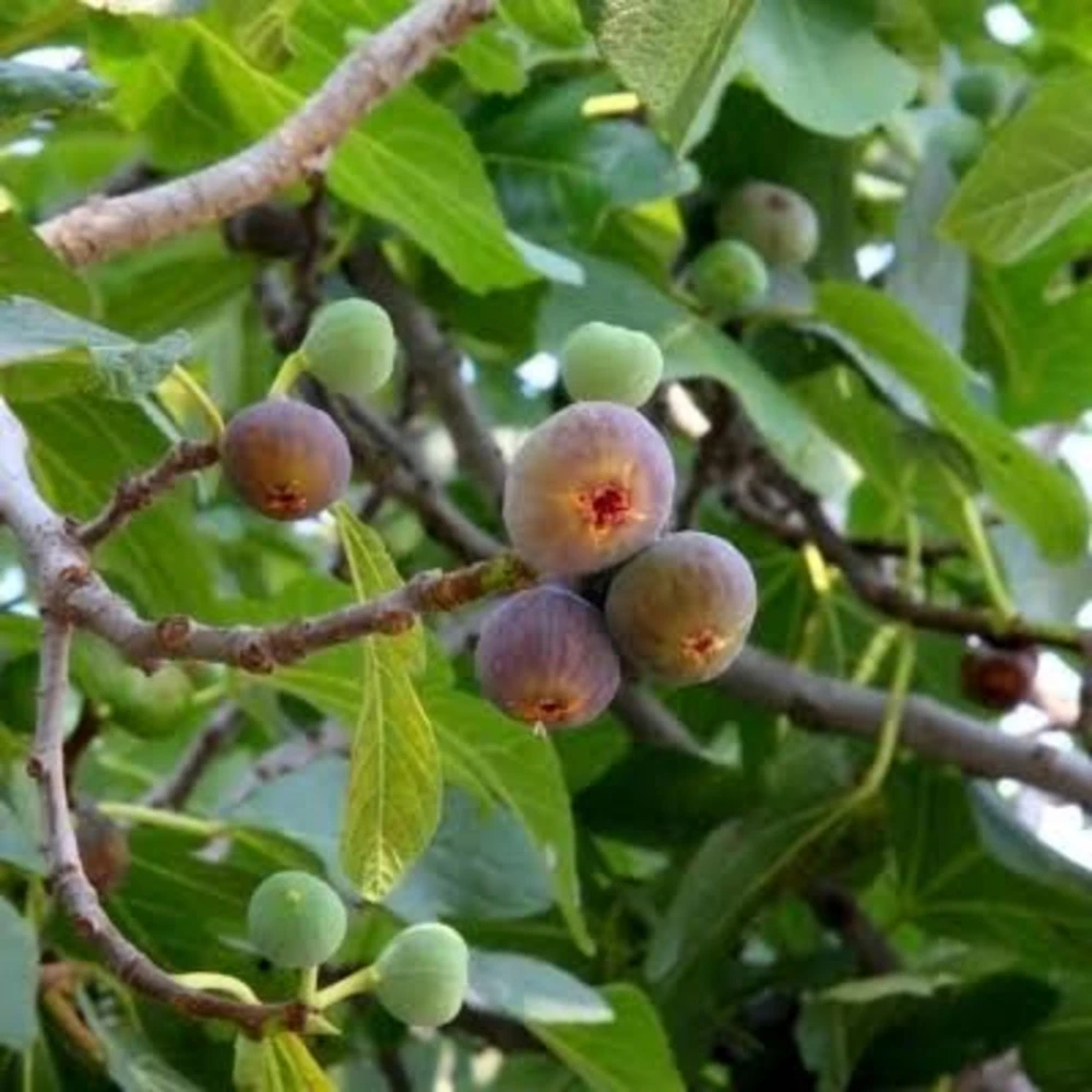 2 Olympian Fig Tree Live Plant Starter Plug - Cold Hardy Ficus Carica Fruit Tree - Image 2