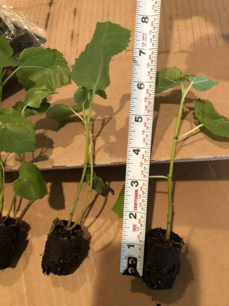 2 Olympian Fig Tree Live Plant Starter Plug - Cold Hardy Ficus Carica Fruit Tree - Image 3