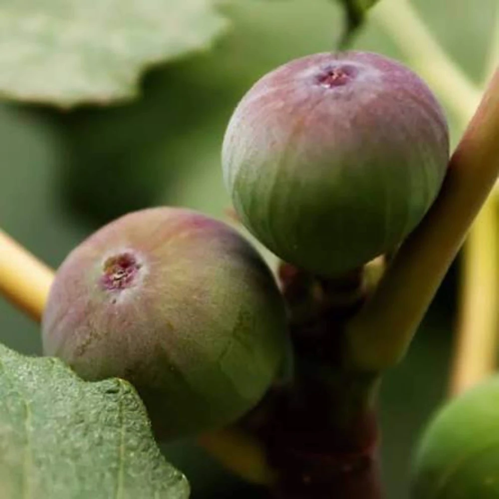 2 Olympian Fig Tree Live Plant Starter Plug - Cold Hardy Ficus Carica Fruit Tree - Image 4