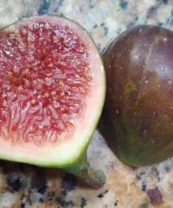 2 Olympian Fig Tree Live Plant Starter Plug - Cold Hardy Ficus Carica Fruit Tree - Image 5