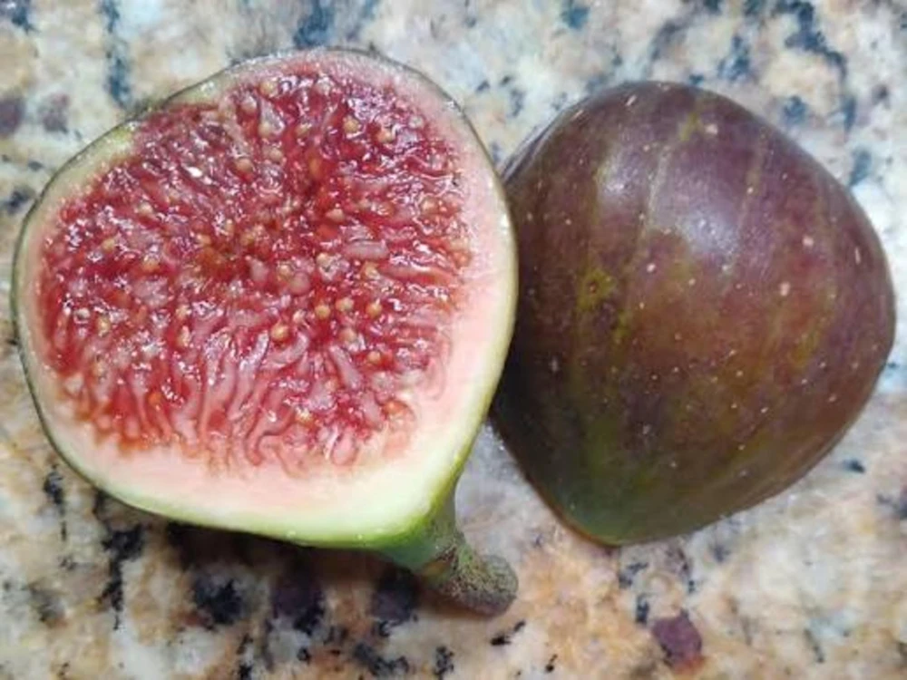 2 Olympian Fig Tree Live Plant Starter Plug - Cold Hardy Ficus Carica Fruit Tree - Image 5