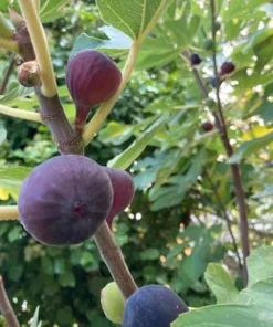 2 Olympian Fig Tree Live Plant Starter Plug - Cold Hardy Ficus Carica Fruit Tree - Image 6