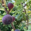 2 Olympian Fig Tree Live Plant Starter Plug - Cold Hardy Ficus Carica Fruit Tree - Image 1