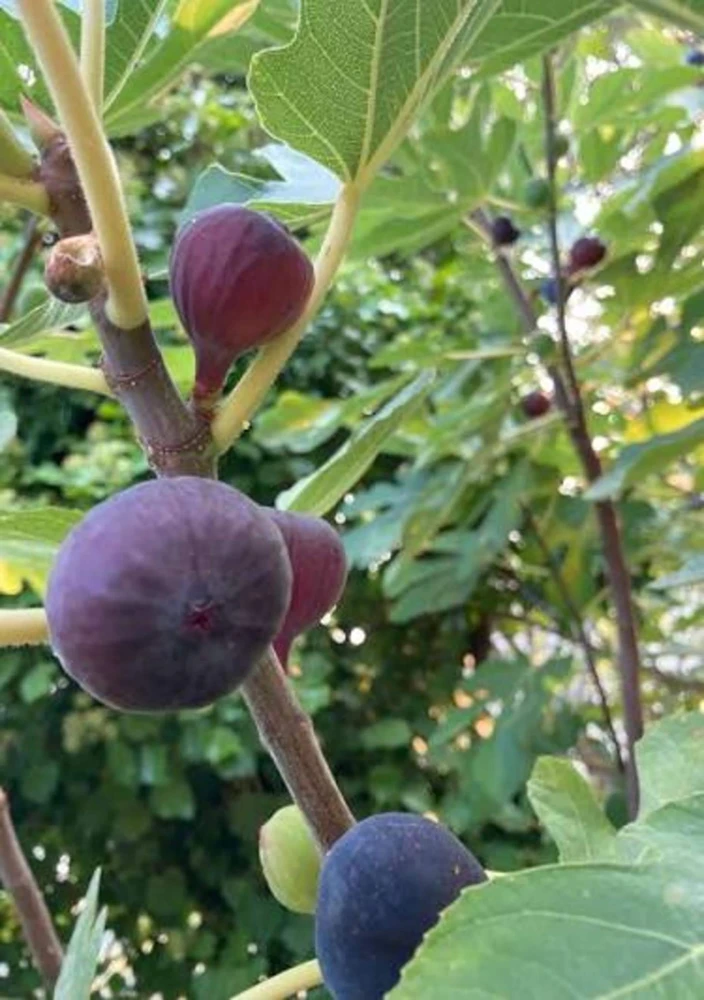 2 Olympian Fig Tree Live Plant Starter Plug - Cold Hardy Ficus Carica Fruit Tree - Image 1
