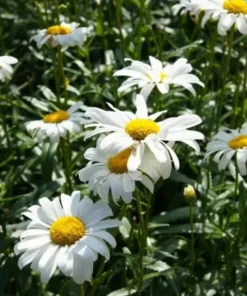 2 Oxeye Daisy Live Plants – Perennial Wildflower – 3 inch Pots – Classic White Blooms - Image 2