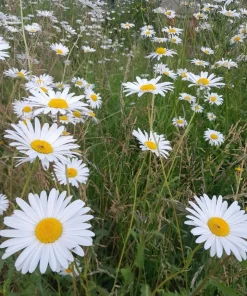 2 Oxeye Daisy Live Plants – Perennial Wildflower – 3 inch Pots – Classic White Blooms - Image 3