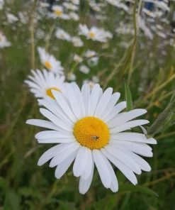 2 Oxeye Daisy Live Plants – Perennial Wildflower – 3 inch Pots – Classic White Blooms - Image 5