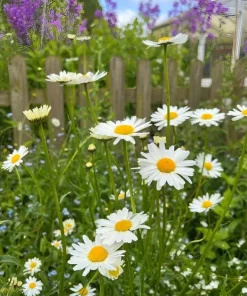 2 Oxeye Daisy Live Plants – Perennial Wildflower – 3 inch Pots – Classic White Blooms - Image 6