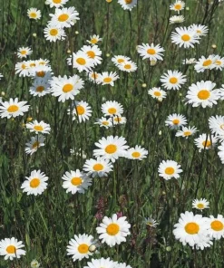 2 Oxeye Daisy Live Plants – Perennial Wildflower – 3 inch Pots – Classic White Blooms - Image 7