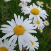 2 Oxeye Daisy Live Plants – Perennial Wildflower – 3 inch Pots – Classic White Blooms - Image 1