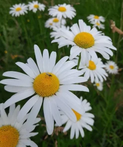 2 Oxeye Daisy Live Plants – Perennial Wildflower – 3 inch Pots – Classic White Blooms - Image 1
