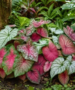 2 Pack Caladium Live Plants – 3-6 Inch Tropical Foliage Starter Plants – Indoor/Outdoor - Image 2