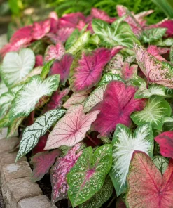 2 Pack Caladium Live Plants – 3-6 Inch Tropical Foliage Starter Plants – Indoor/Outdoor - Image 3