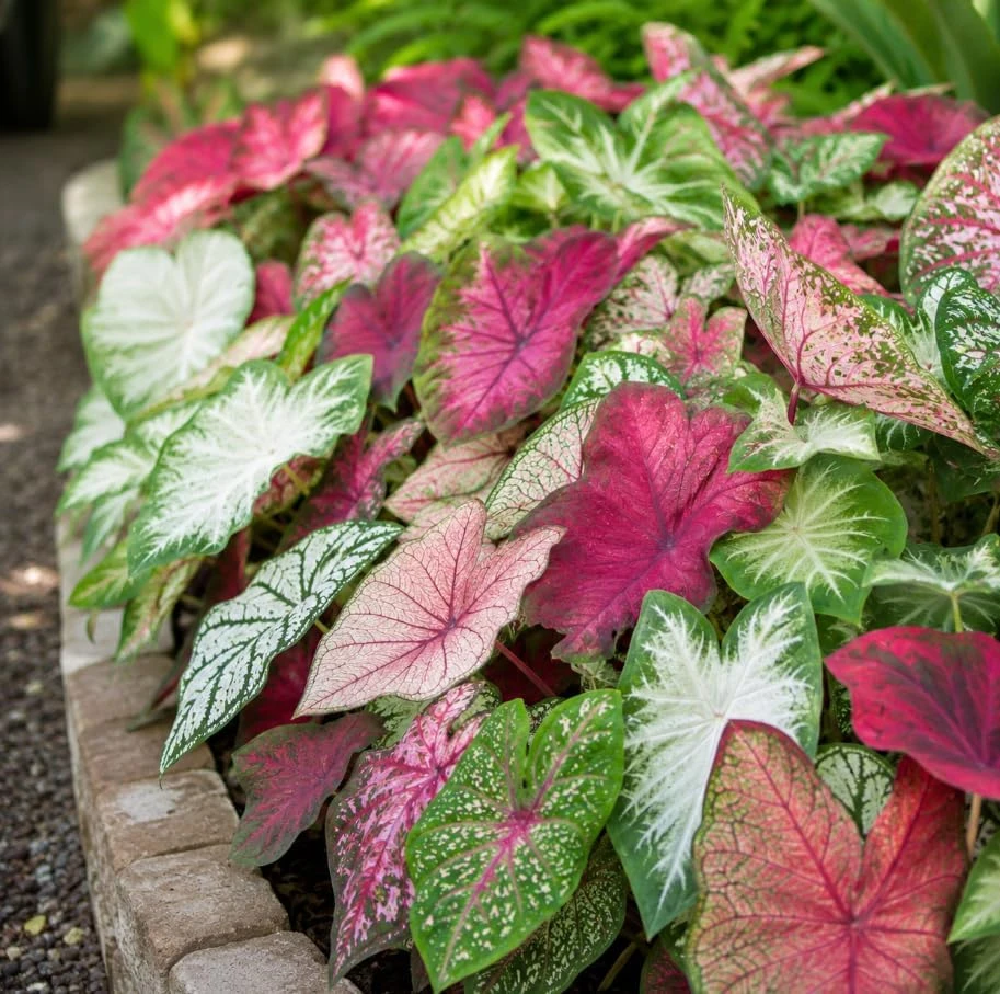 2 Pack Caladium Live Plants – 3-6 Inch Tropical Foliage Starter Plants – Indoor/Outdoor - Image 3