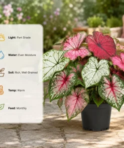 2 Pack Caladium Live Plants – 3-6 Inch Tropical Foliage Starter Plants – Indoor/Outdoor - Image 4