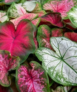 2 Pack Caladium Live Plants – 3-6 Inch Tropical Foliage Starter Plants – Indoor/Outdoor - Image 6